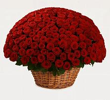 Премиум букет из: Розы в Поселке имени Морозова